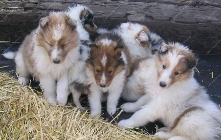 Cocoa and Riley's puppies